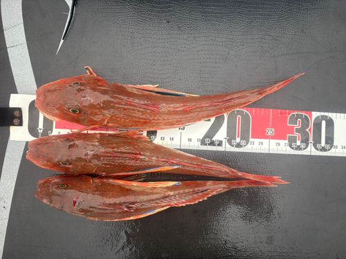 ホウボウの釣果