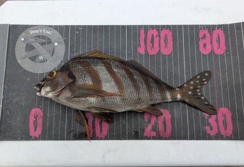 タカノハダイの釣果