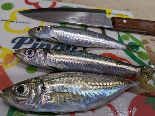 アジの釣果
