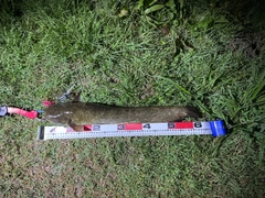 ニホンナマズの釣果