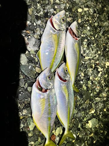 シマアジの釣果