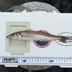 シロギスの釣果