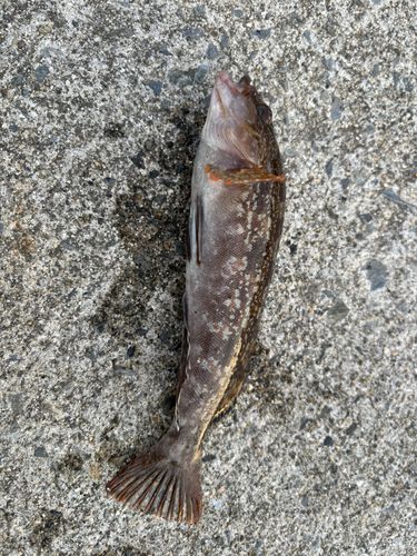 アイナメの釣果