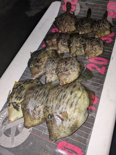 カワハギの釣果