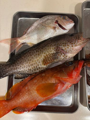 アカハタの釣果