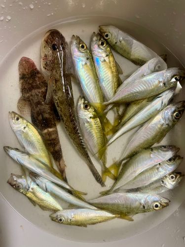 ハゼの釣果