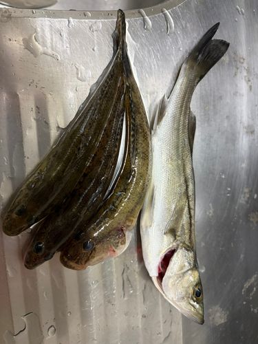 イシモチの釣果