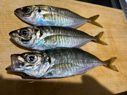 アジの釣果