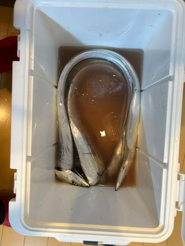 タチウオの釣果