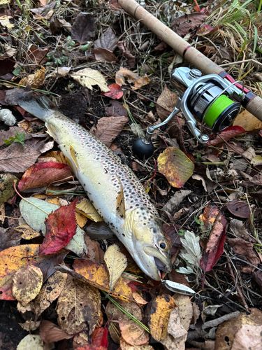 ブラウントラウトの釣果