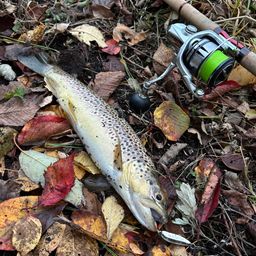 ブラウントラウト