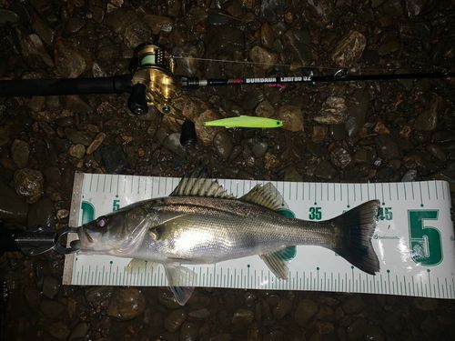 シーバスの釣果