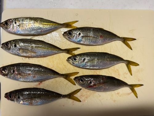 マアジの釣果