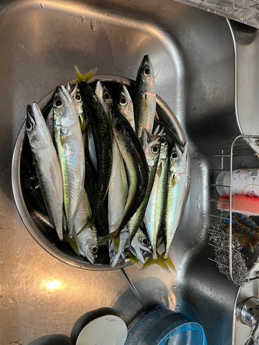 サバの釣果