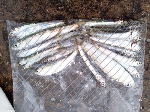 カタクチイワシの釣果