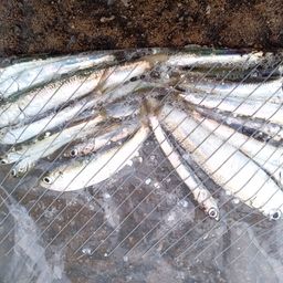 カタクチイワシ