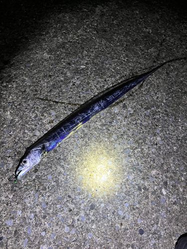 タチウオの釣果