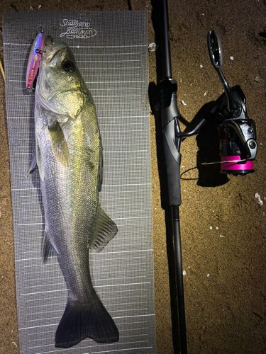 シーバスの釣果