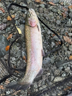 ニジマスの釣果