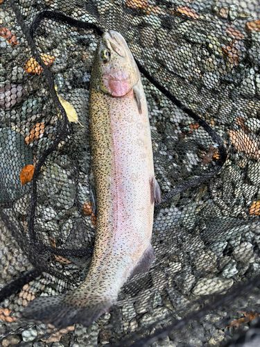 ニジマスの釣果