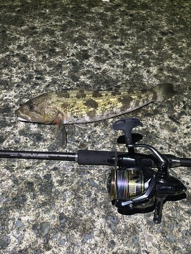 アイナメの釣果