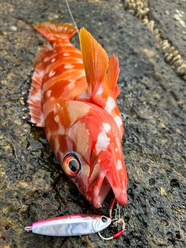 アカハタの釣果