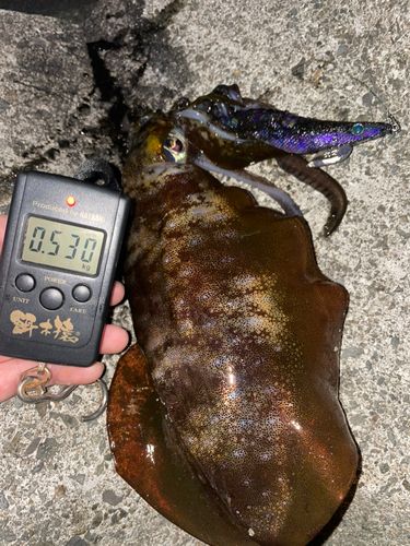 アオリイカの釣果