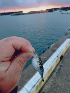 ショウサイフグの釣果