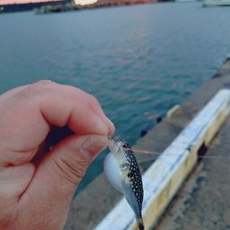 ショウサイフグ