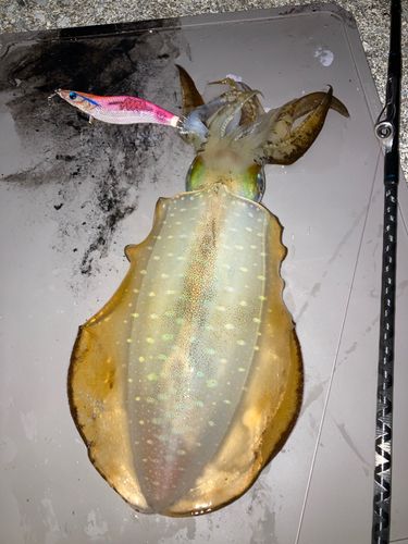 アオリイカの釣果