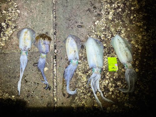 アオリイカの釣果