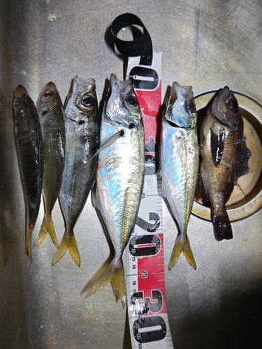 マアジの釣果