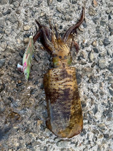 アオリイカの釣果