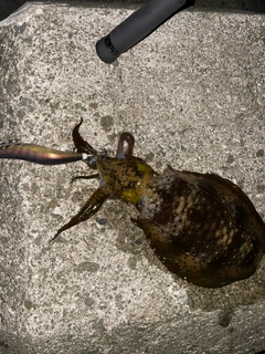 アオリイカの釣果
