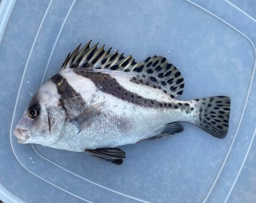 コショウダイの釣果