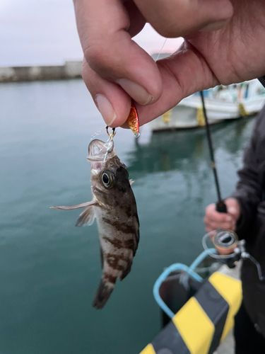 メバルの釣果