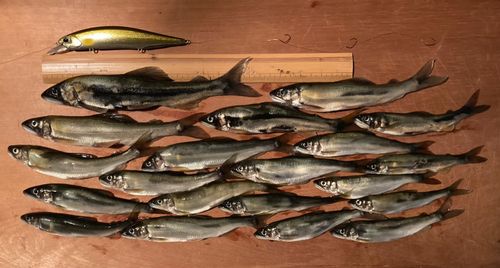 アユの釣果