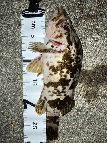 ベッコウゾイの釣果