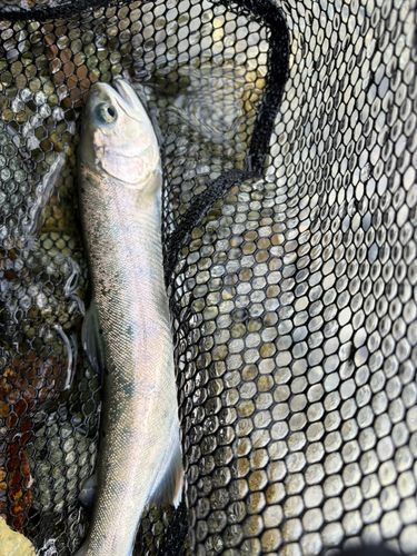 うらたんざわ渓流釣場