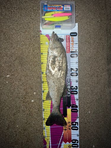 フッコ（マルスズキ）の釣果