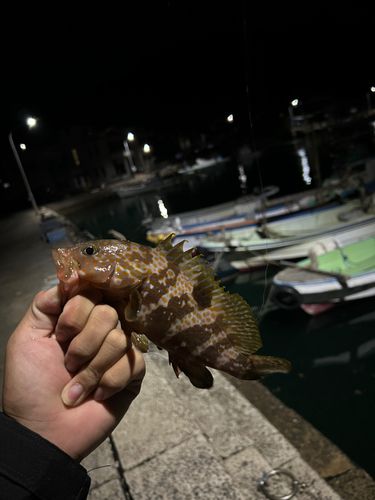 キジハタの釣果