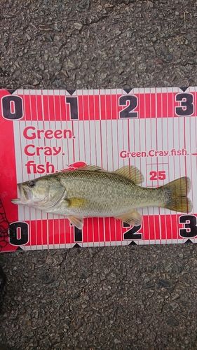 ラージマウスバスの釣果