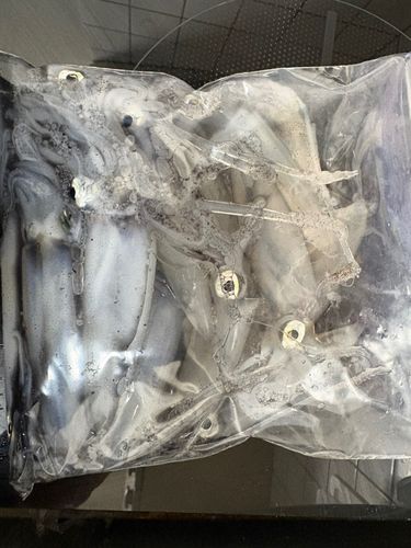 マメイカの釣果