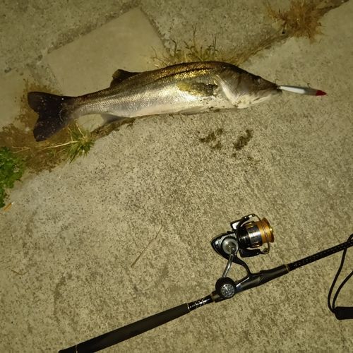 シーバスの釣果