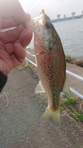 ラージマウスバスの釣果