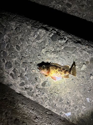 アラカブの釣果