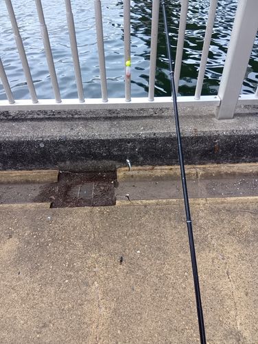 カタクチイワシの釣果