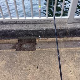 カタクチイワシ