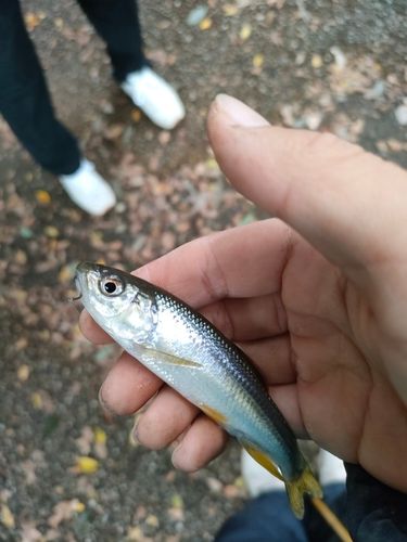 カワムツの釣果