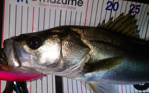 シーバスの釣果